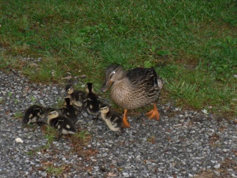 Mother Duck and Seven Ducklings